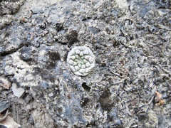 Strombocactus disciformis esperanzae