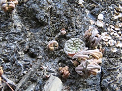 Strombocactus disciformis esperanzae