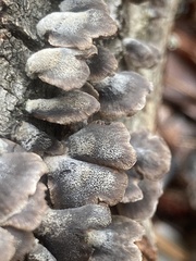 Resupinatus trichotis