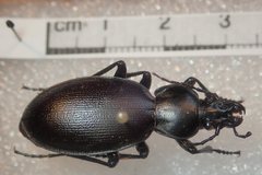 Carabus punctatus