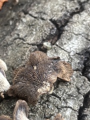 Resupinatus trichotis