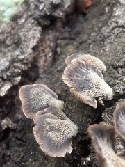 Resupinatus trichotis