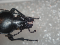 Carabus punctatus