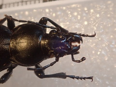 Carabus punctatus