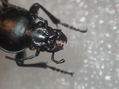 Carabus punctatus