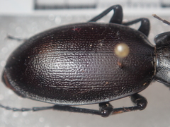 Carabus punctatus