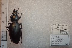 Carabus punctatus