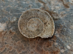 Iberus gualtieranus gualtieranus