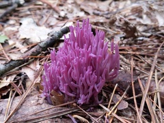 Clavaria zollingeri