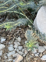 Myrsiniteae