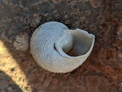 Iberus gualtieranus gualtieranus