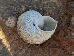 Iberus gualtieranus gualtieranus