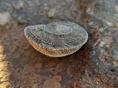 Iberus gualtieranus gualtieranus