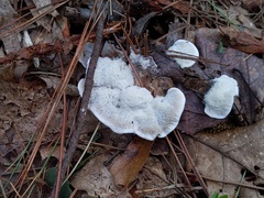 Phellodon confluens