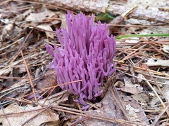 Clavaria zollingeri