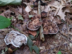Phellodon confluens