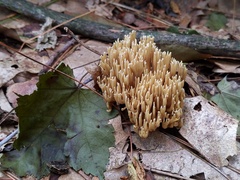 Phaeoclavulina eumorpha