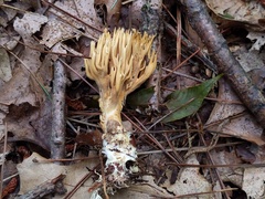 Phaeoclavulina eumorpha