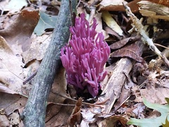 Clavaria zollingeri