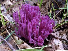Clavaria zollingeri