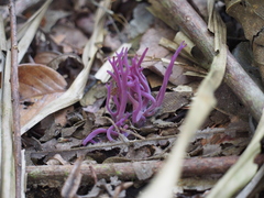 Clavaria schaefferi