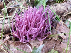 Clavaria zollingeri