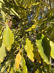 Pittosporum eugenioides