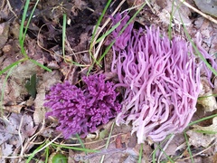 Clavaria zollingeri