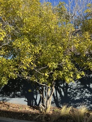 Pittosporum eugenioides