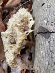 Cymatoderma caperatum