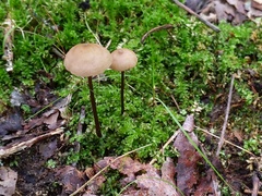Entoloma conicum