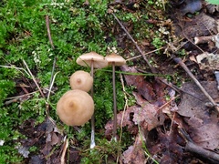 Entoloma conicum