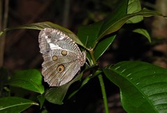 Dasyophthalma creusa