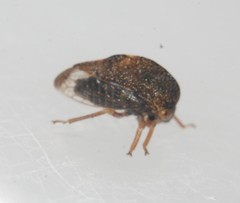 Xantholobus