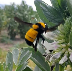 Bombus sonorus
