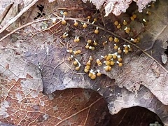 Physarum melleum