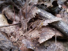 Physarum melleum