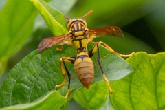 Polistes diabolicus