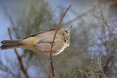 Phylloscopus collybita