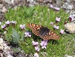 Euphydryas anicia brucei