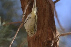 Phylloscopus collybita