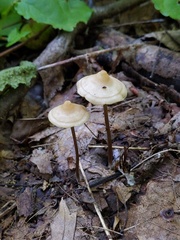 Entoloma conicum