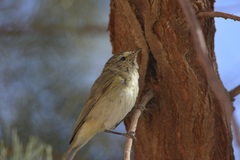Phylloscopus collybita