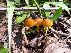 Gliophorus psittacinus