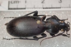 Carabus punctatus