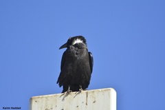 Corvus ruficollis