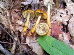 Gliophorus psittacinus