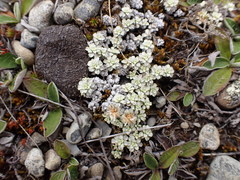 Raoulia parkii