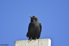 Corvus ruficollis