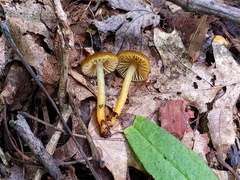 Gliophorus psittacinus